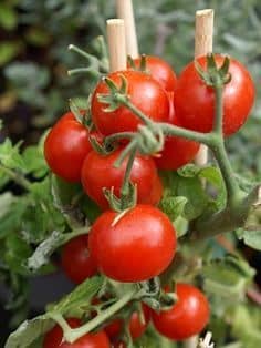 Cultivar tomate cherry alimentação saudável